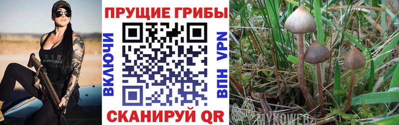 Галлюциногенные грибы MAGIC MUSHROOMS  ОМГ ОМГ вход  Свирск 